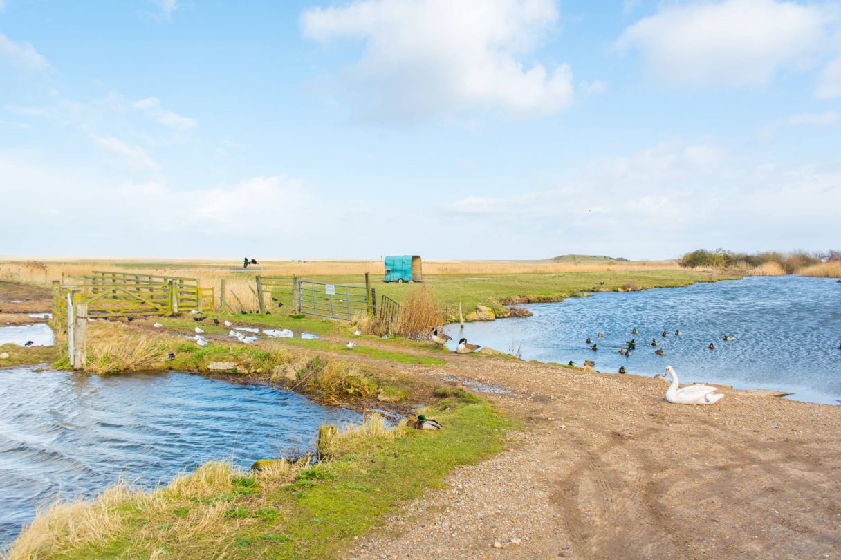 The salthouse marshes showing an array of birds and wildlife enjoying a sunny day.