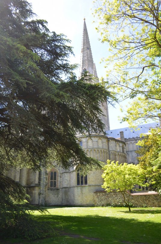 Photo of trees partly covering the spiral tower of Norwich cathedral