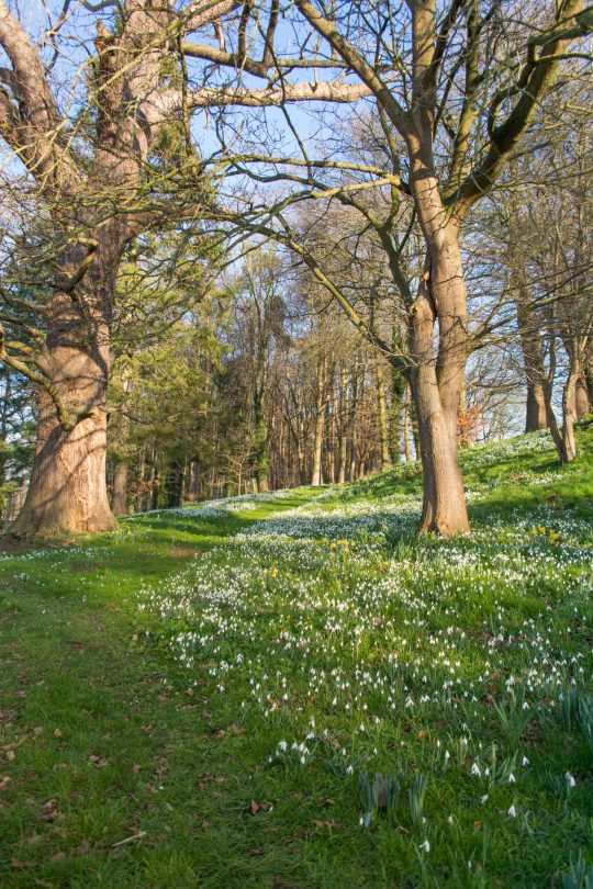 Snowdrops under a wooded area.