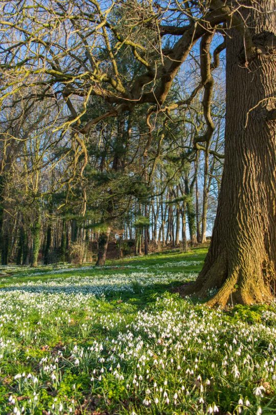 snowdrops glistening under a large tree.