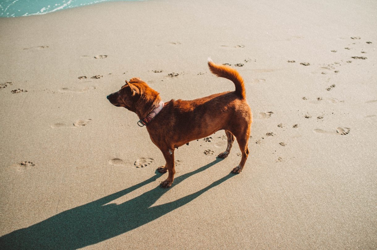 Dog on a sunny beach