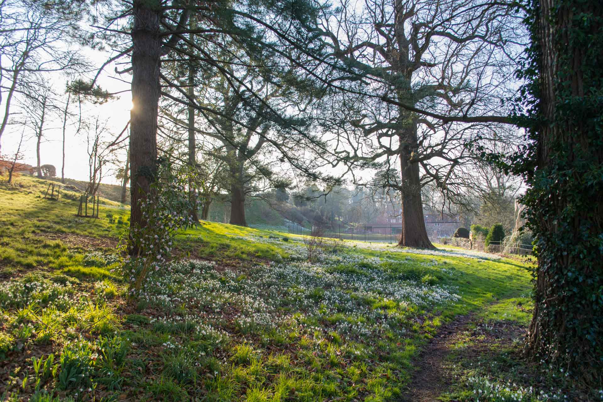 Wooded area glistening in the sunlight.