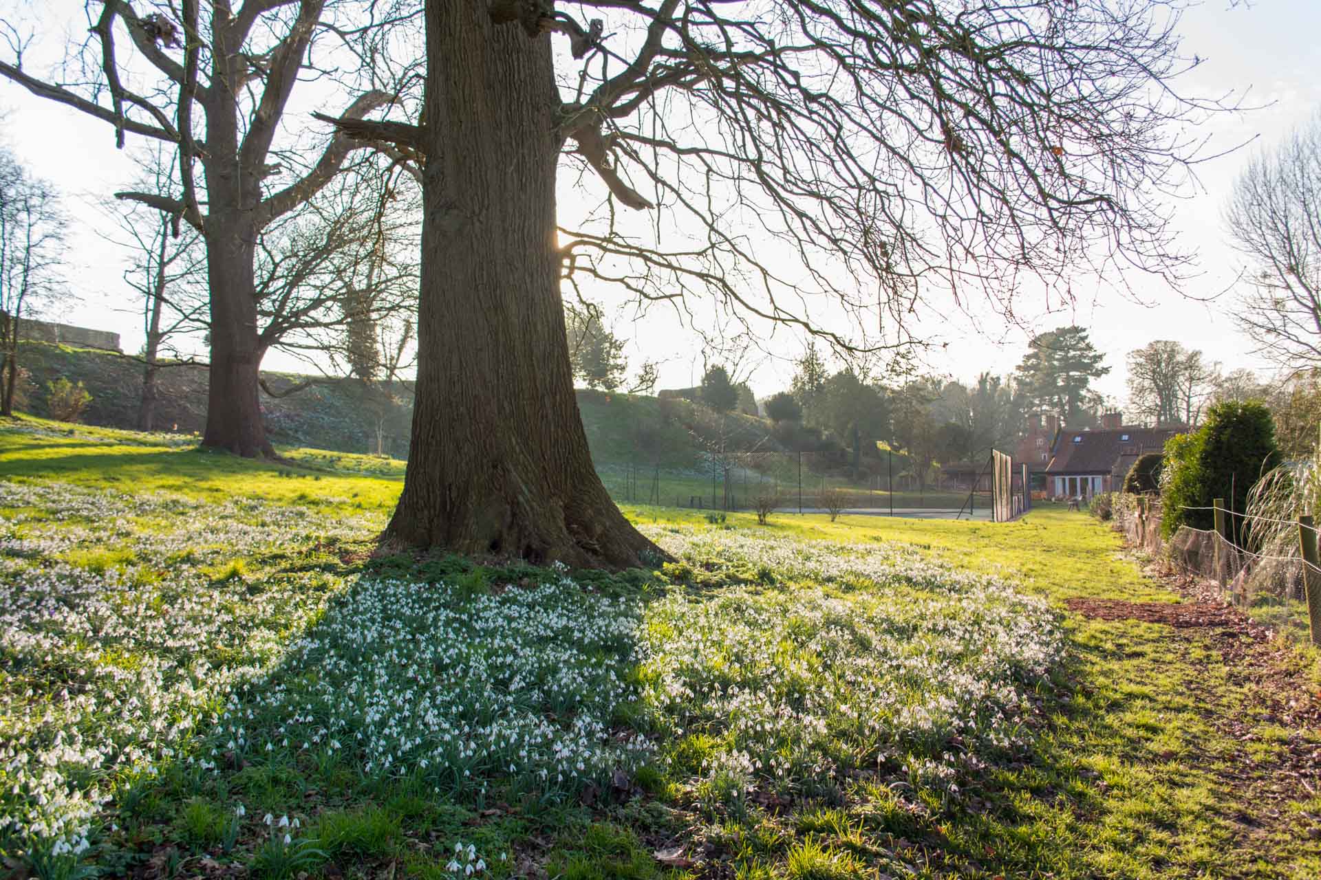 snowdrops in the gardens